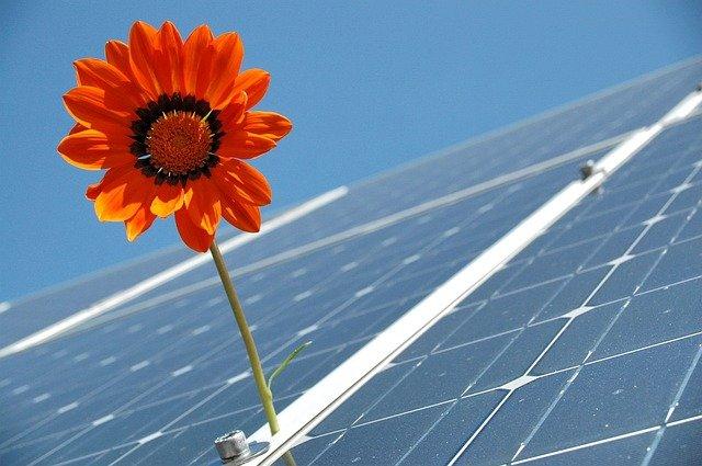 FLOR ENTRE OS PAINEIS SOLARES